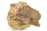 Fossil Dinosaur Bone & Turtle Shell in Sandstone - Wyoming #316897-1